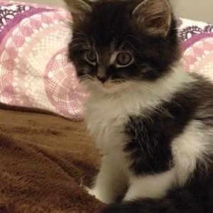 Meet your Posher, Darci